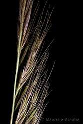 Immagine 5 di 5 - Vulpia myuros (L.) C.C. Gmel.