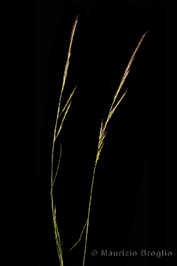Vulpia myuros (L.) C.C. Gmel.