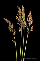 Immagine 5 di 11 - Patzkea paniculata (L.) G.H. Loos