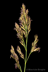 Immagine 6 di 11 - Patzkea paniculata (L.) G.H. Loos
