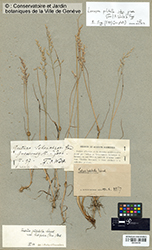 Immagine 1 di 1 - Leucopoa pulchella (Schrad.) H. Scholz & Foggi