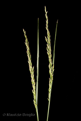 Immagine 4 di 8 - Lolium arundinaceum (Schreb.) Darbysh.