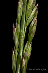 Immagine 6 di 8 - Lolium arundinaceum (Schreb.) Darbysh.