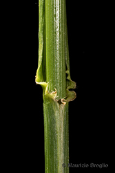 Immagine 7 di 8 - Lolium arundinaceum (Schreb.) Darbysh.