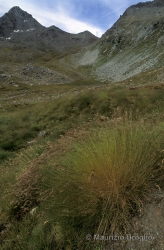 Immagine 1 di 8 - Festuca acuminata Gaudin