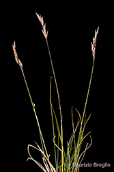 Immagine 5 di 8 - Festuca acuminata Gaudin