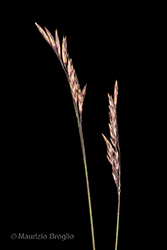 Immagine 6 di 8 - Festuca acuminata Gaudin