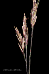Immagine 7 di 8 - Festuca acuminata Gaudin