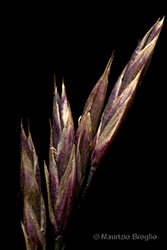 Immagine 8 di 8 - Festuca acuminata Gaudin