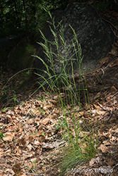 Immagine 1 di 7 - Festuca heterophylla Lam.