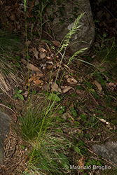 Immagine 2 di 7 - Festuca heterophylla Lam.