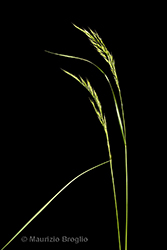 Immagine 3 di 7 - Festuca heterophylla Lam.