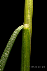 Immagine 6 di 7 - Festuca heterophylla Lam.