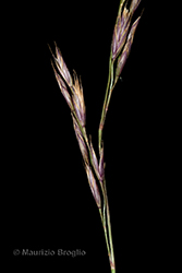 Immagine 8 di 9 - Festuca nigricans (Hack.) K. Richt.