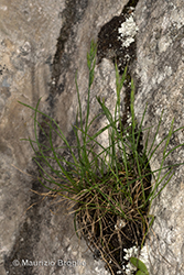 Immagine 1 di 8 - Festuca alpina Suter
