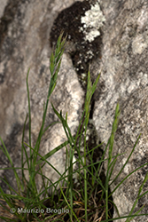 Immagine 2 di 8 - Festuca alpina Suter