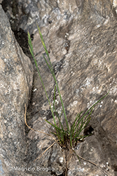 Immagine 3 di 8 - Festuca alpina Suter