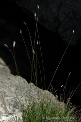 Immagine 2 di 5 - Sesleria caerulea (L.) Ard.
