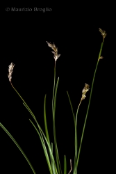 Immagine 3 di 5 - Sesleria caerulea (L.) Ard.