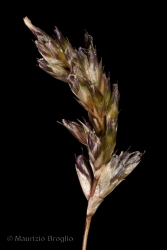 Immagine 5 di 5 - Sesleria caerulea (L.) Ard.