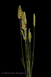 Immagine 1 di 7 - Melica ciliata L.