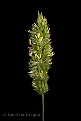 Immagine 3 di 7 - Melica ciliata L.