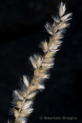 Immagine 7 di 7 - Melica ciliata L.