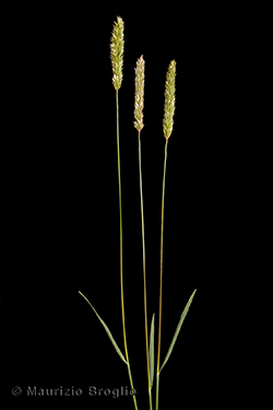 Melica ciliata L.