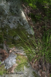 Immagine 1 di 5 - Melica uniflora Retz.