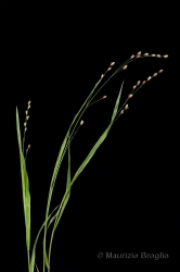 Immagine 2 di 5 - Melica uniflora Retz.