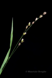 Immagine 3 di 5 - Melica uniflora Retz.