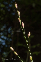 Immagine 4 di 5 - Melica uniflora Retz.