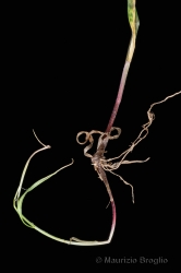 Immagine 5 di 5 - Melica uniflora Retz.