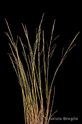 Immagine 1 di 6 - Puccinellia distans (Jacq.) Parl.
