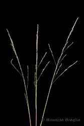 Immagine 3 di 6 - Puccinellia distans (Jacq.) Parl.