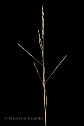 Immagine 4 di 6 - Puccinellia distans (Jacq.) Parl.
