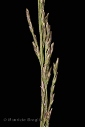 Immagine 5 di 6 - Puccinellia distans (Jacq.) Parl.