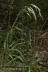 Immagine 1 di 11 - Bromopsis benekenii (Lange) Holub