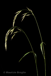 Immagine 2 di 11 - Bromopsis benekenii (Lange) Holub