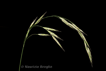 Immagine 3 di 11 - Bromopsis benekenii (Lange) Holub