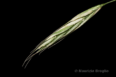 Immagine 5 di 11 - Bromopsis benekenii (Lange) Holub