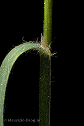 Immagine 7 di 11 - Bromopsis benekenii (Lange) Holub