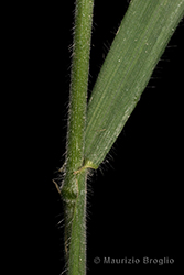 Immagine 8 di 11 - Bromopsis benekenii (Lange) Holub