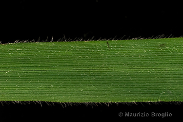 Immagine 9 di 11 - Bromopsis benekenii (Lange) Holub