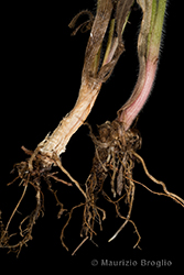 Immagine 11 di 11 - Bromopsis benekenii (Lange) Holub