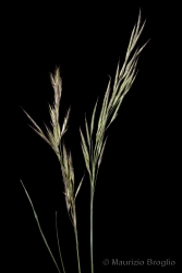 Immagine 1 di 7 - Bromopsis erecta (Huds.) Fourr.