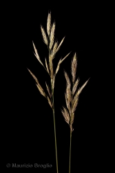 Immagine 2 di 7 - Bromopsis erecta (Huds.) Fourr.