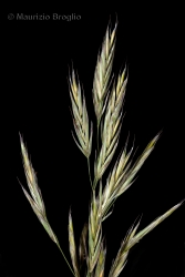 Immagine 4 di 7 - Bromopsis erecta (Huds.) Fourr.