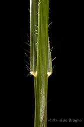 Immagine 5 di 7 - Bromopsis erecta (Huds.) Fourr.