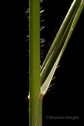 Immagine 6 di 7 - Bromopsis erecta (Huds.) Fourr.
